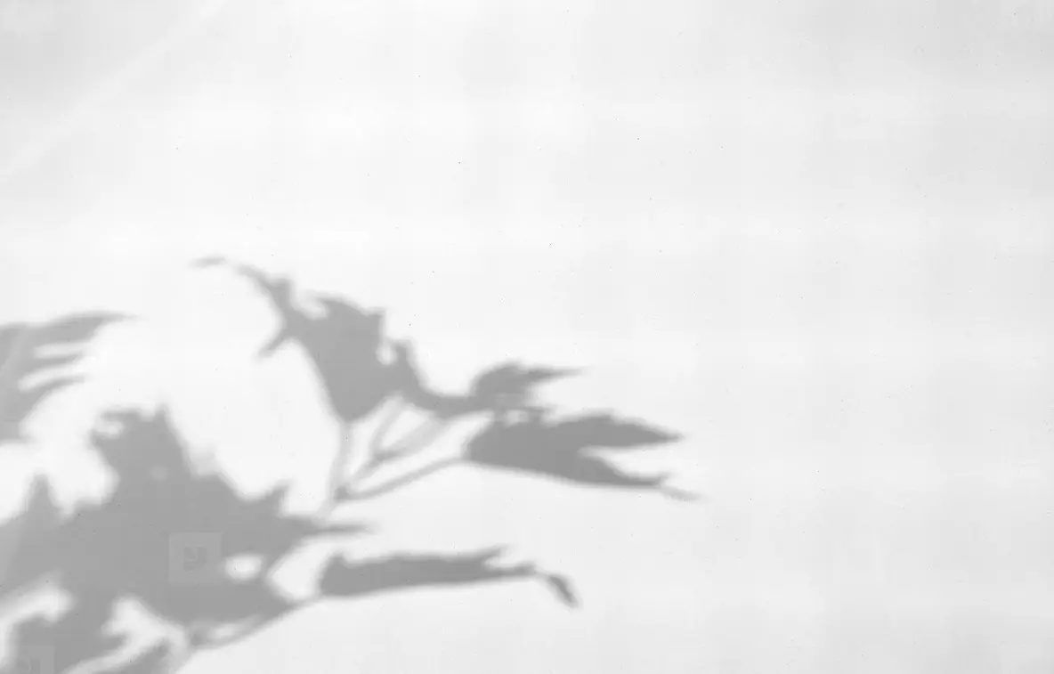 Realistic leaves natural shadow overlay effect on white texture