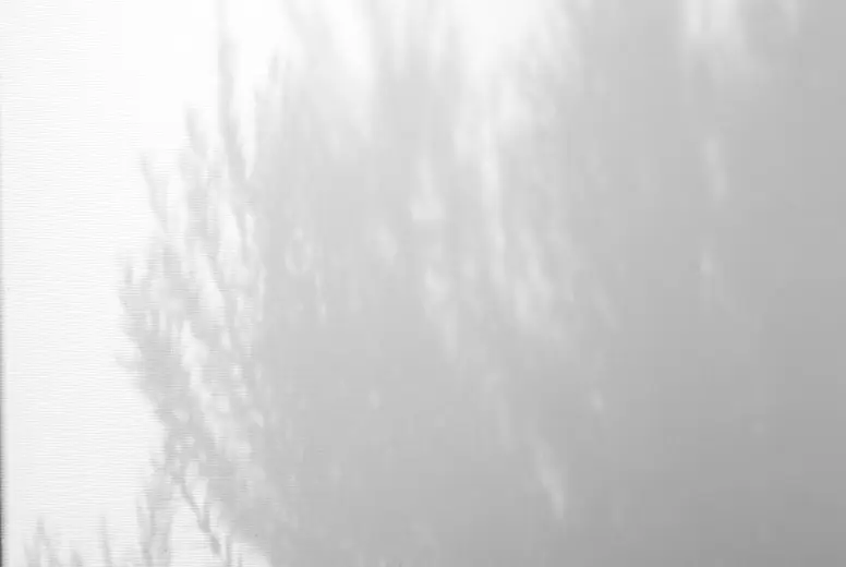 Leaves natural shadow overlay on white texture background, for o