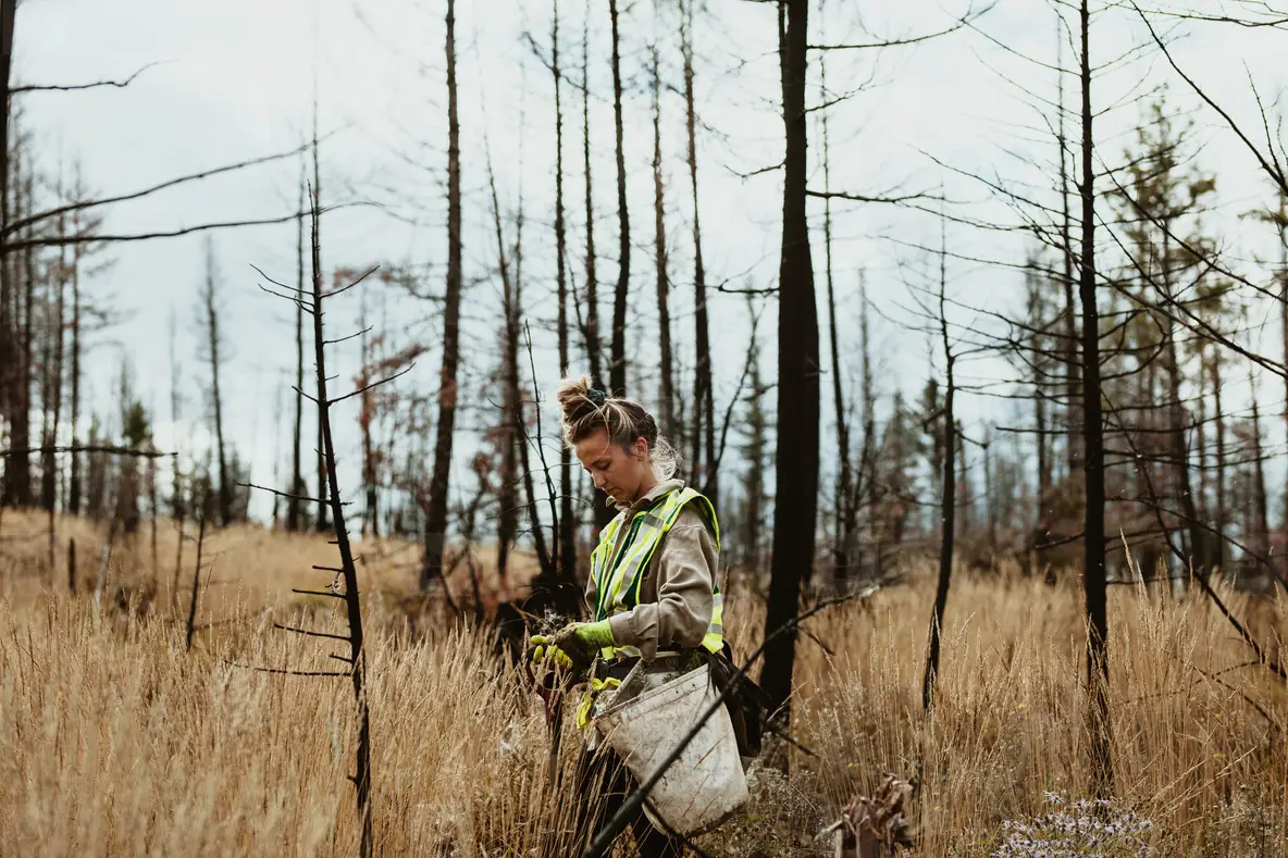 Woman tree planter working in forest