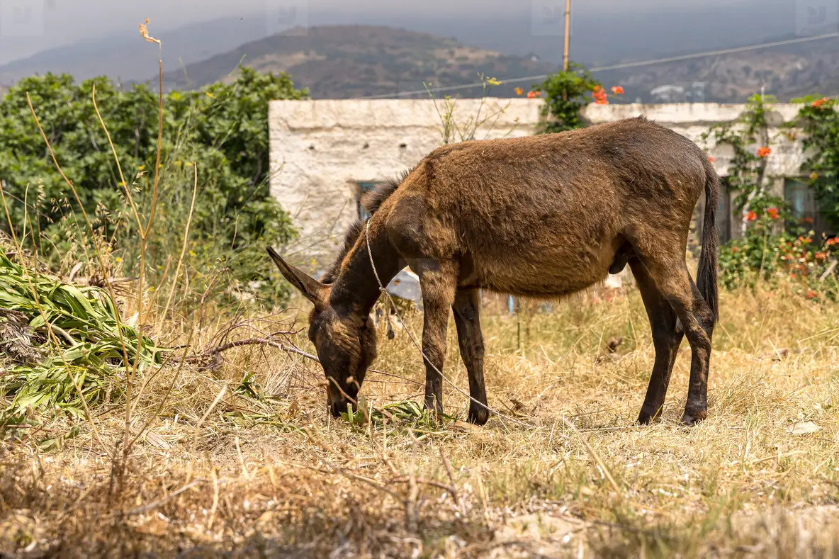 A donkey in a farmhouse