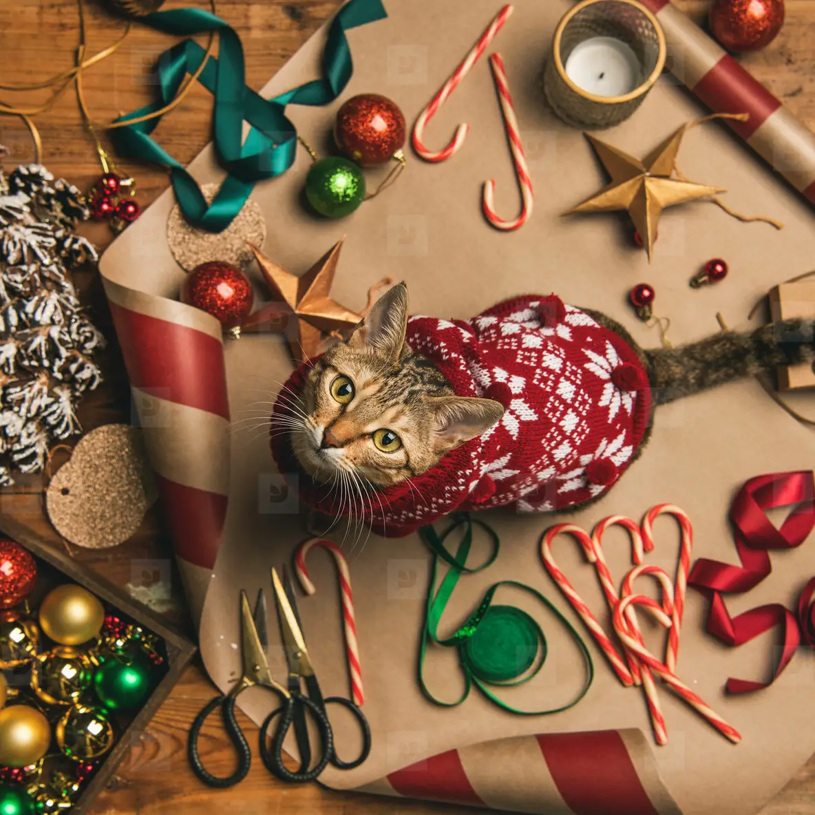 Flat lay of Christmas decorations and cat in sweater  square crop