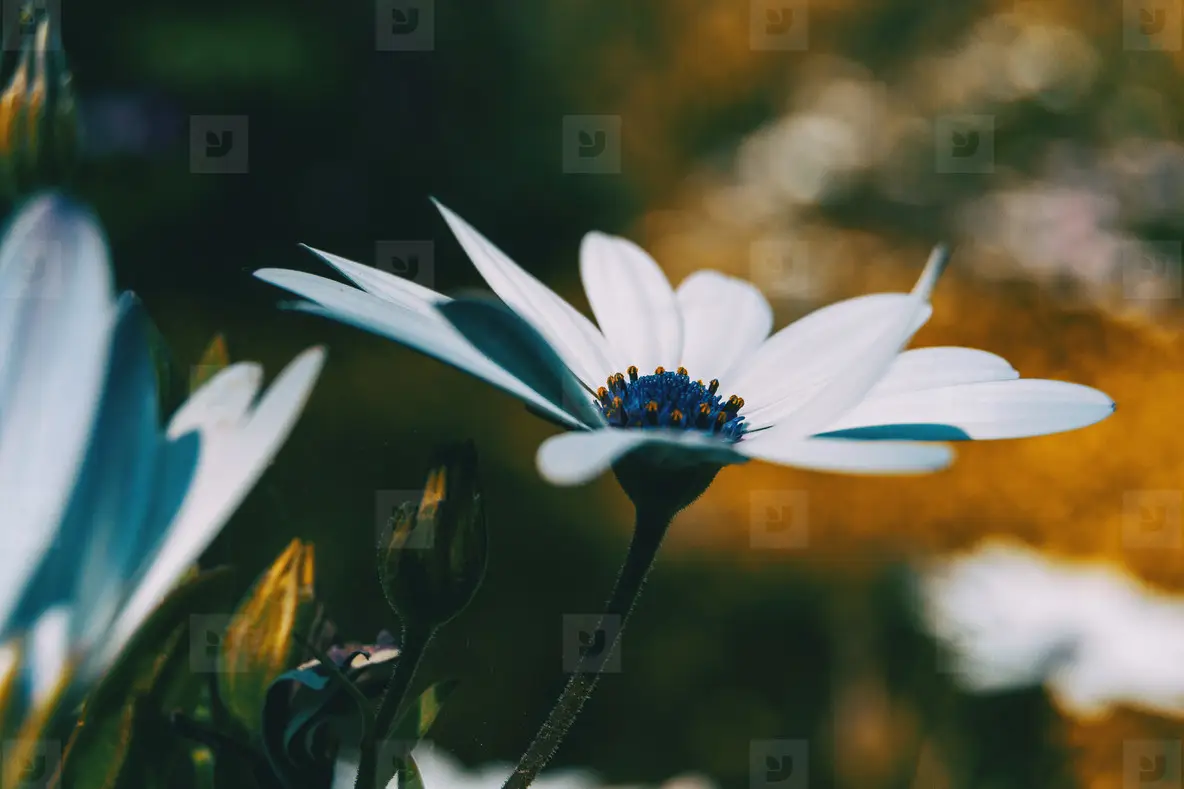 Macro of a white flower of osteospermum ecklonis