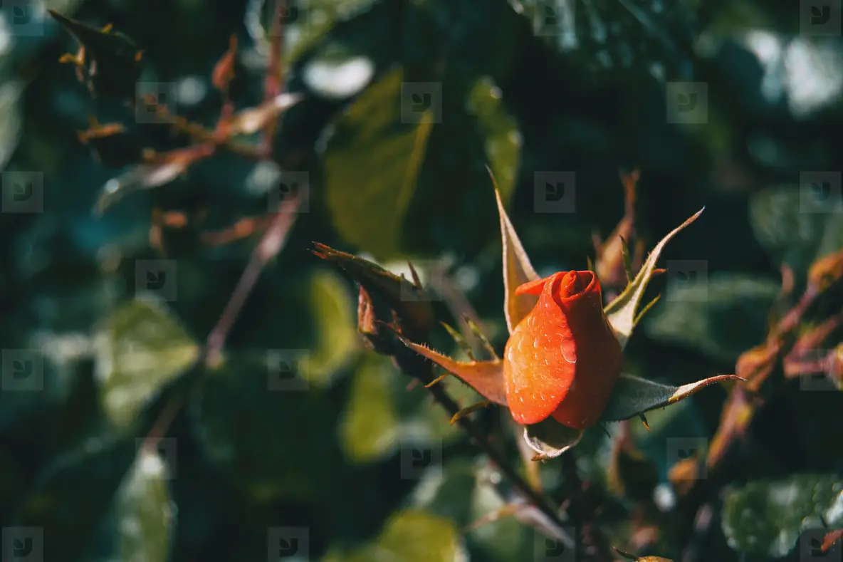 Detail of a closed reddish rose between some rosebuds
