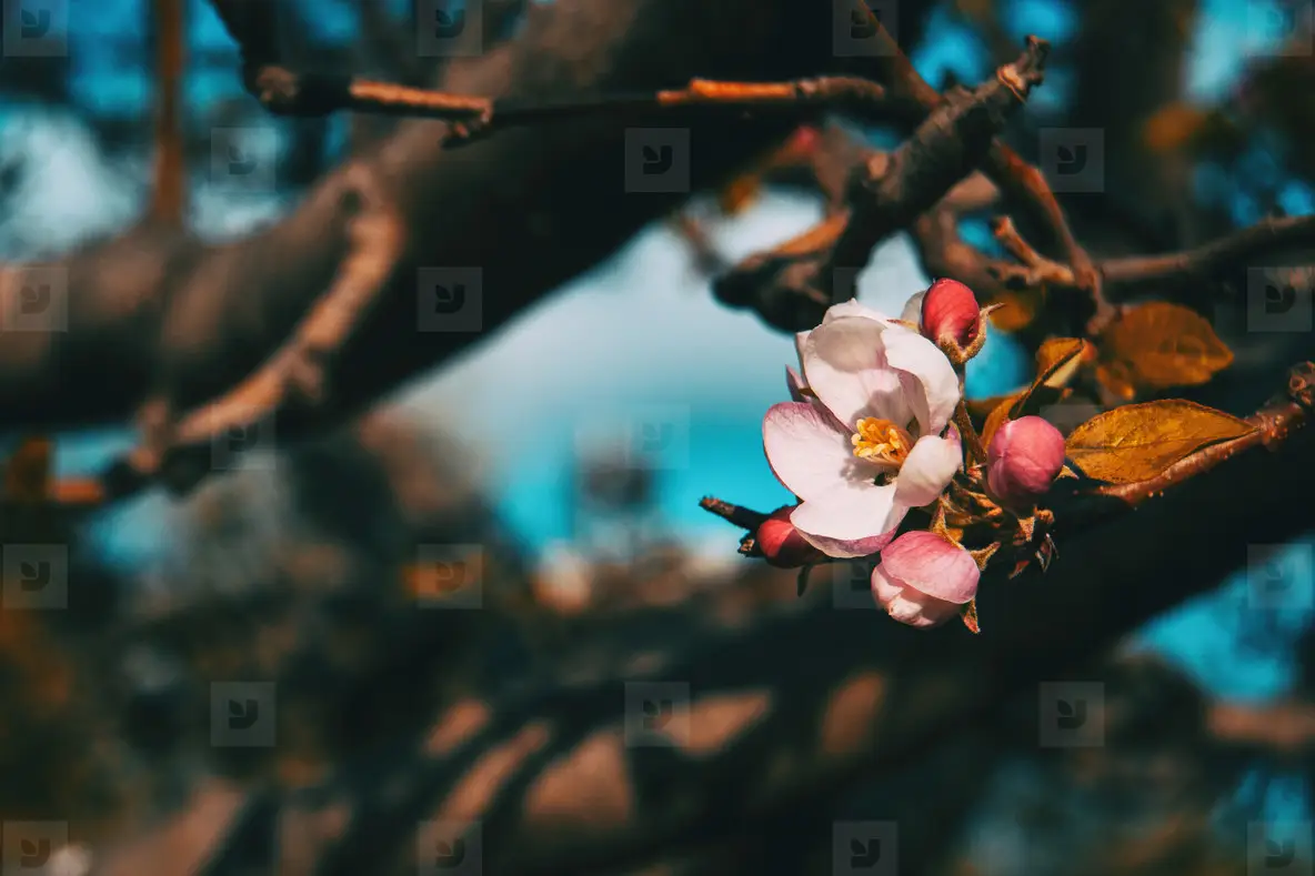Close up of a white flower and some pinky buds of prunus on a branch
