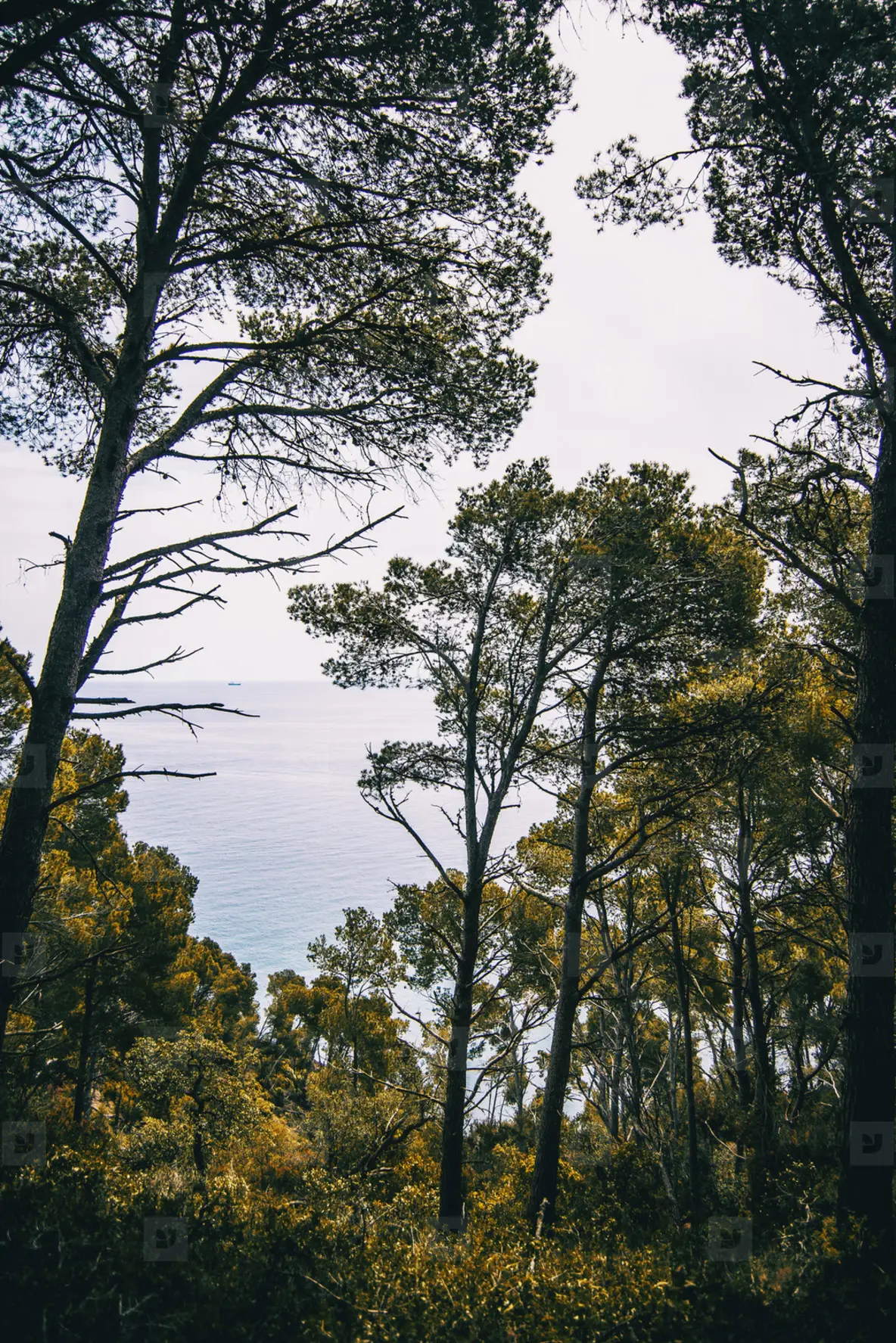 Landscape of trees and vegetation with the sea on the background