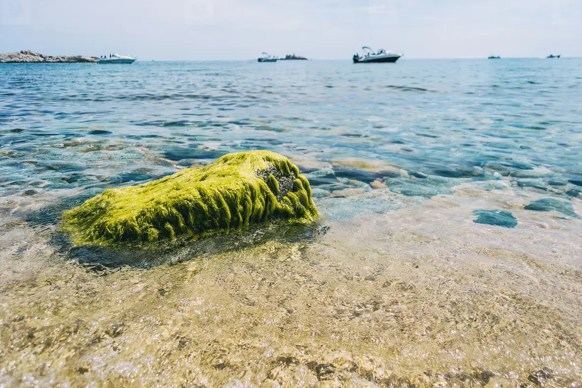 Seascape with an isolated rock completely covered in green algae on the shore