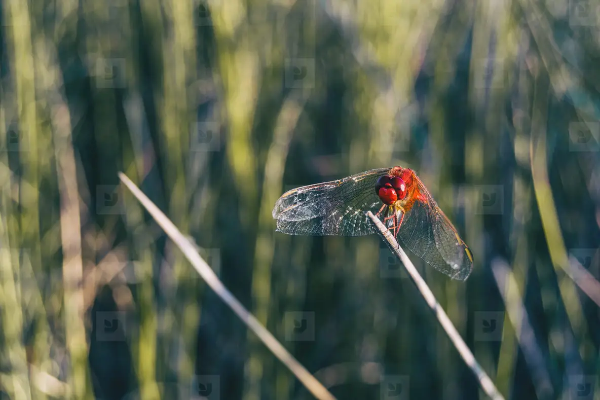 red dragonfly seen up close in a field a sunny day