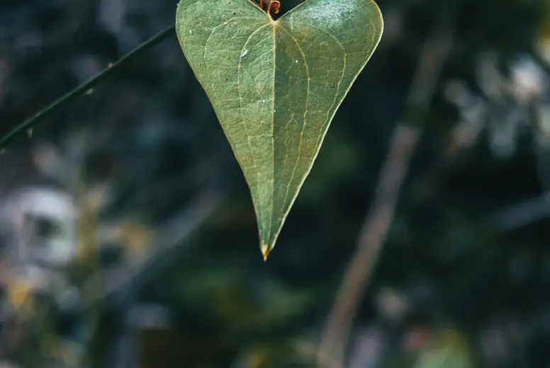 leave close up view of a smilax