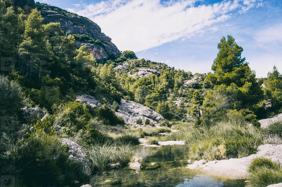 calm stream with many stones on the path