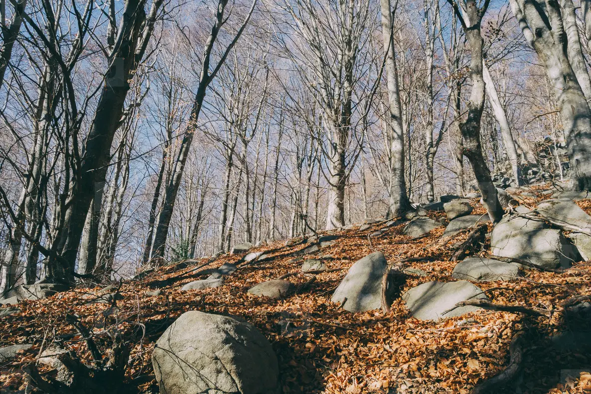 beautiful wide panorama of the autumn with dry fallen leaves covering the ground with a solid fluffy carpet and trunks of bare trees