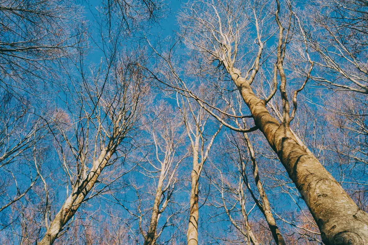perspective of a tree seen from below in the winter season  with the branches without leaves