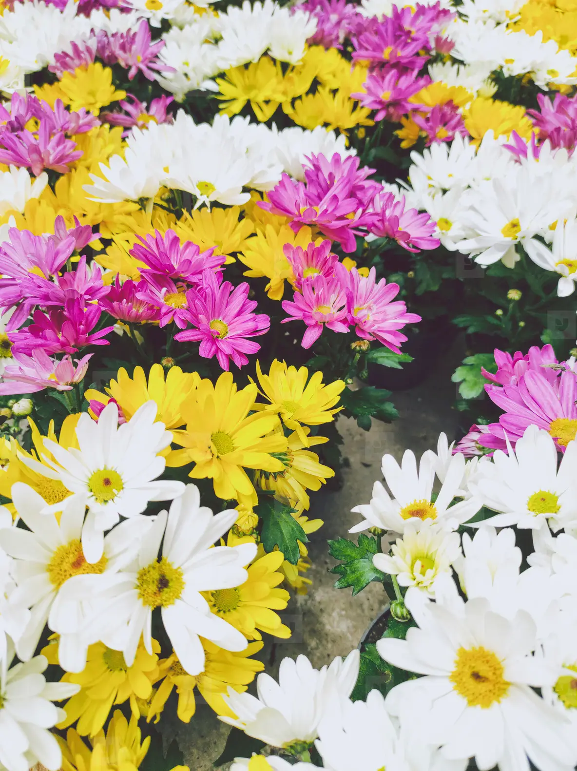 Texture And Organic Image Full Of Colorful Daisies Photo (239282) -  YouWorkForThem, image size:1184x1582
