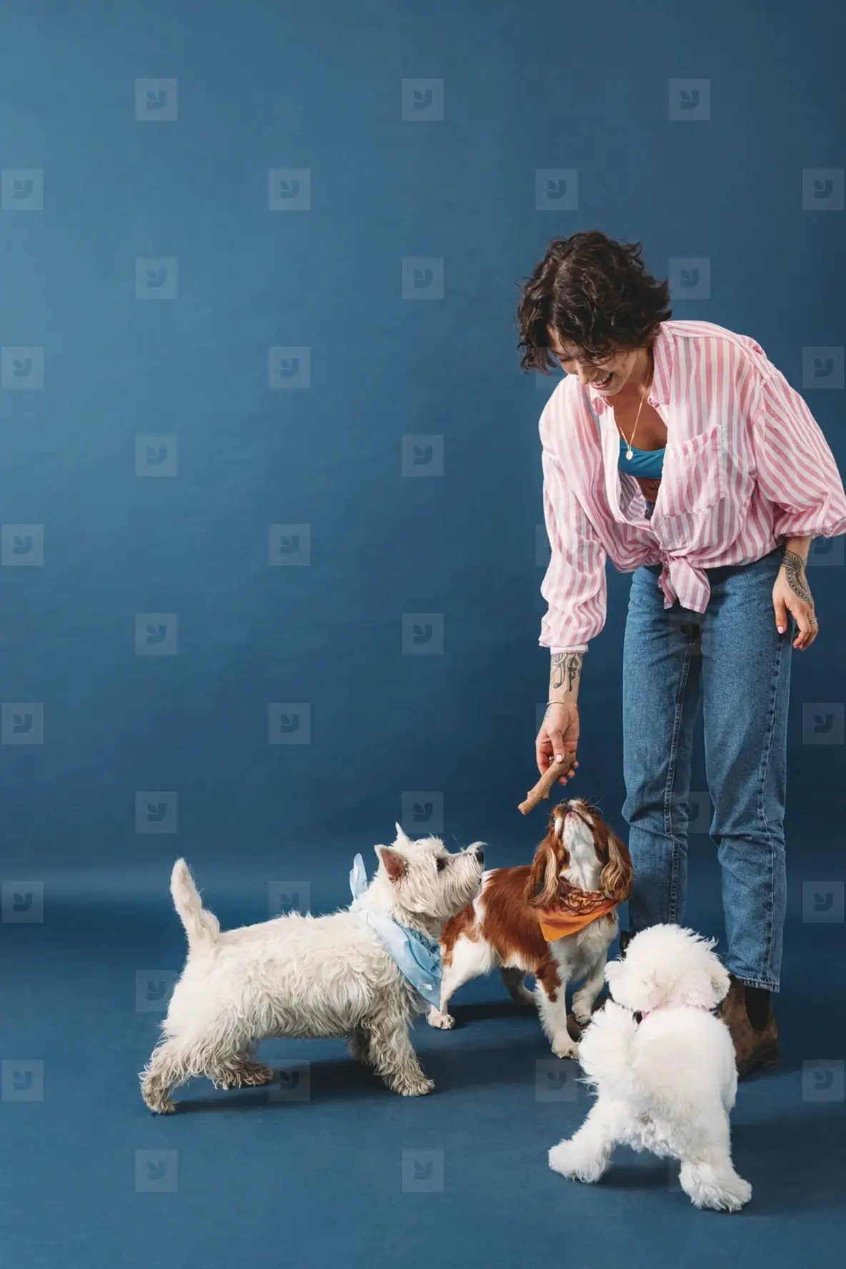 Young pet owner playing with three little dogs in the studio on blue background