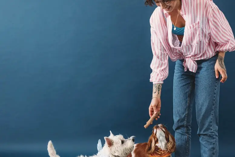 Young pet owner playing with three little dogs in the studio on blue background