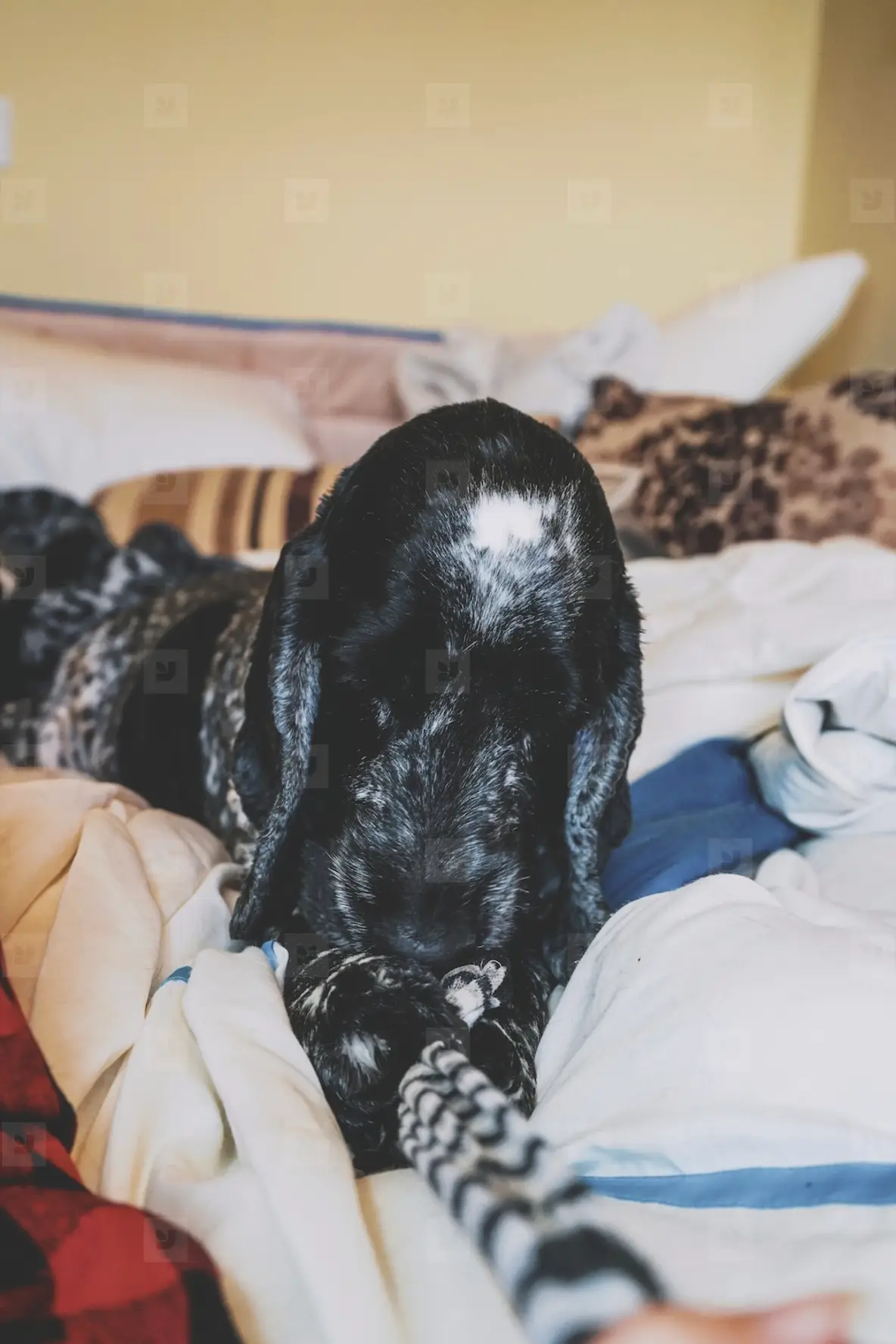 Beautiful cocker spaniel playing with a sock