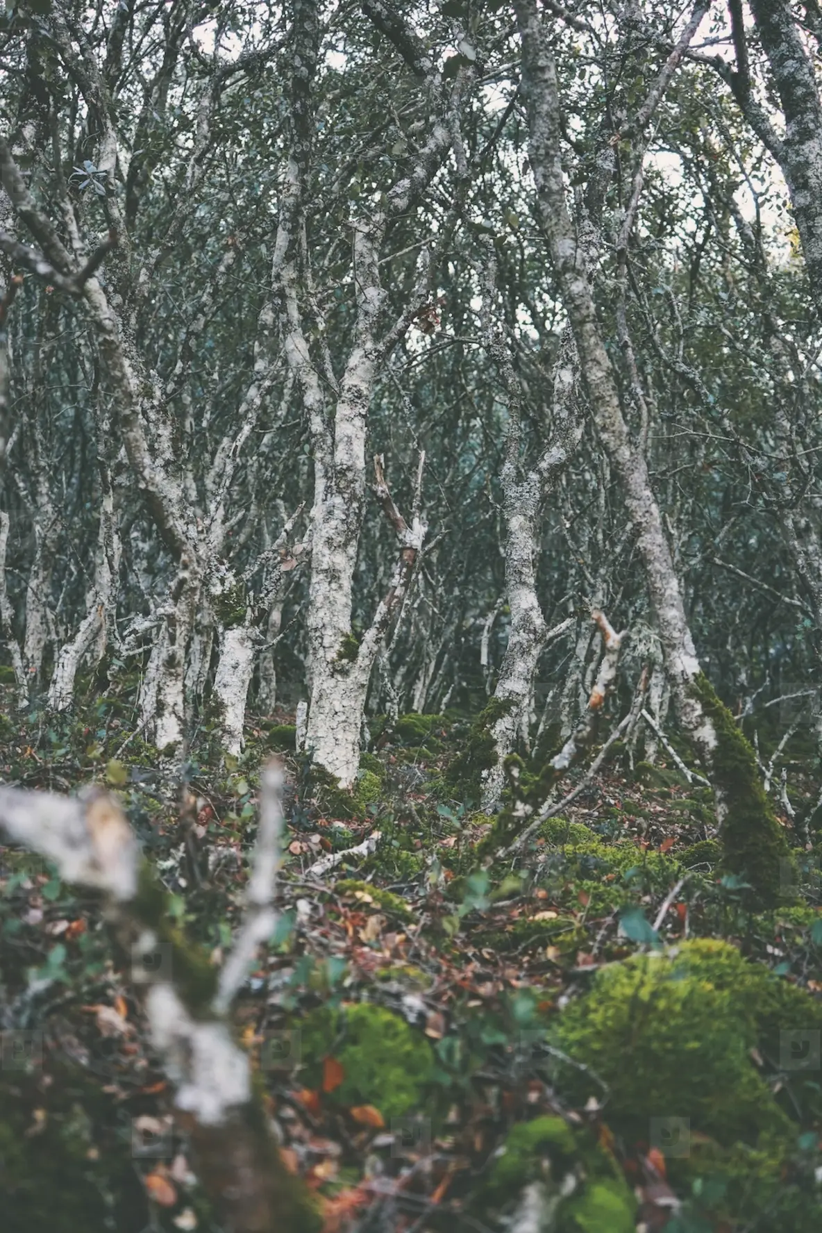 Wicked image of an old decidious trees forest