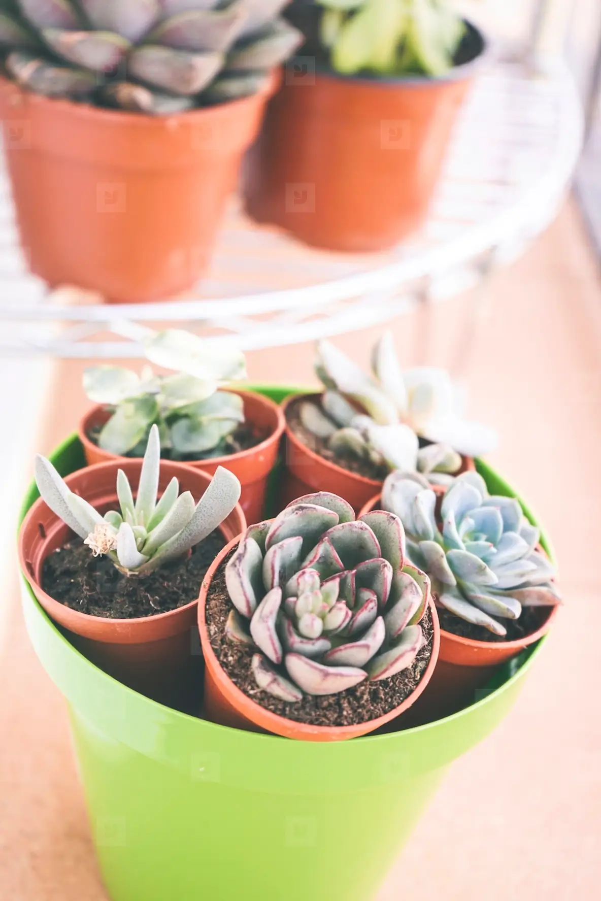 Mix Of Beautiful Succulent Plants Photo (250114) - YouWorkForThem