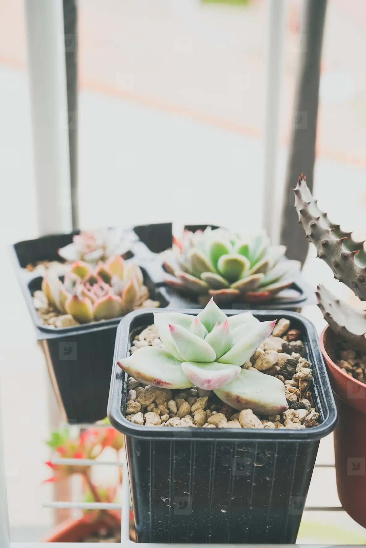 Little Garden Of Mixed Succulent Plants Photo (250154) - YouWorkForThem
