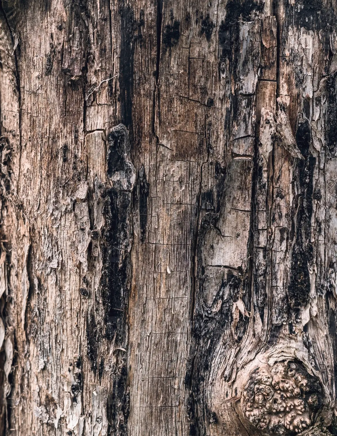 Old Wood Texture Photo (250705) - YouWorkForThem, image size:1184x1530