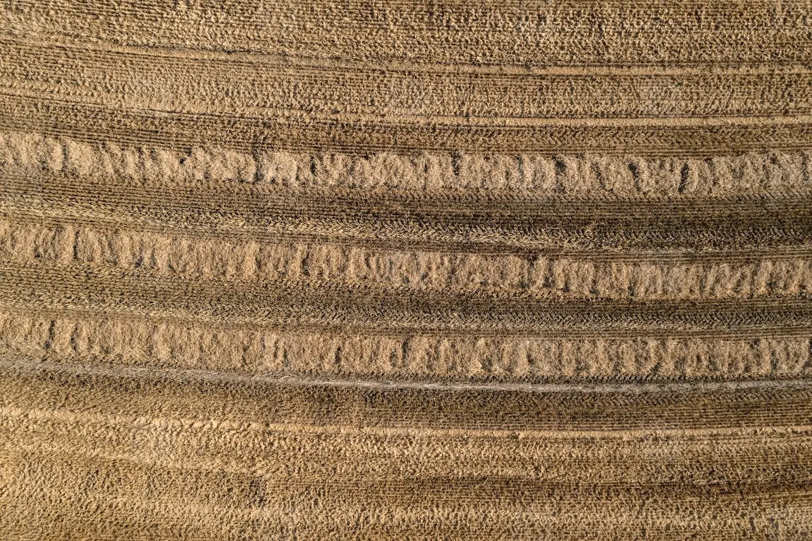 Aerial drone POV golden brown hay crop in agricultural field