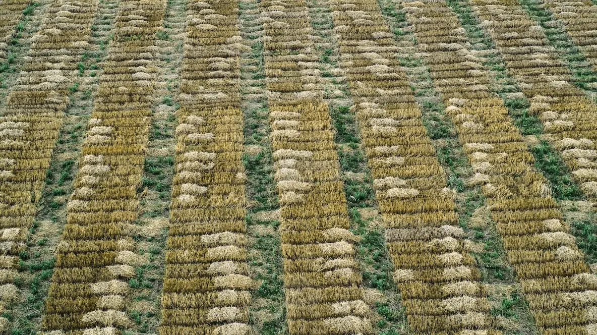 Aerial drone POV rectangular crop patches forming pattern in agricultural field