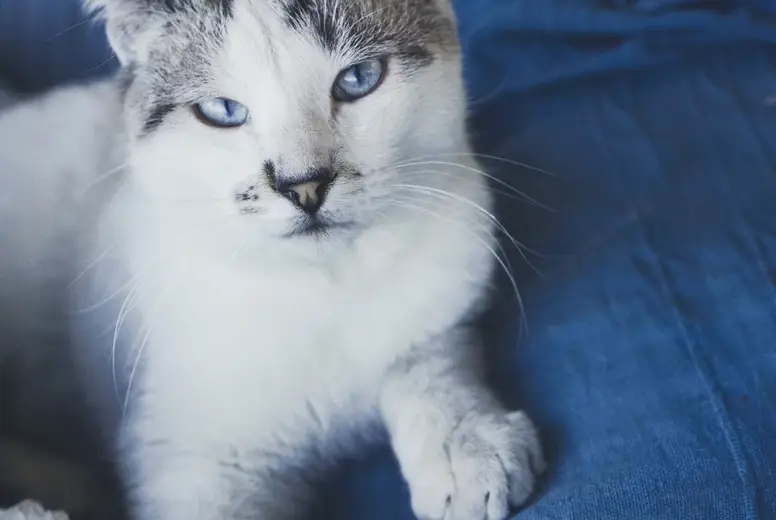 Beautiful Portrait Of A White Cat With Blue Eyes Against Blue Ba Photo ...