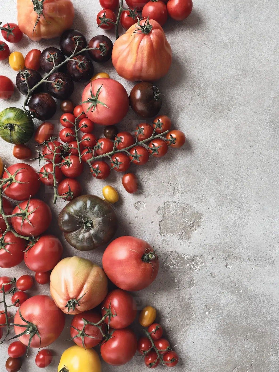 Still Life Variety Of Tomatoes On Gray Background Photo (269146 ...