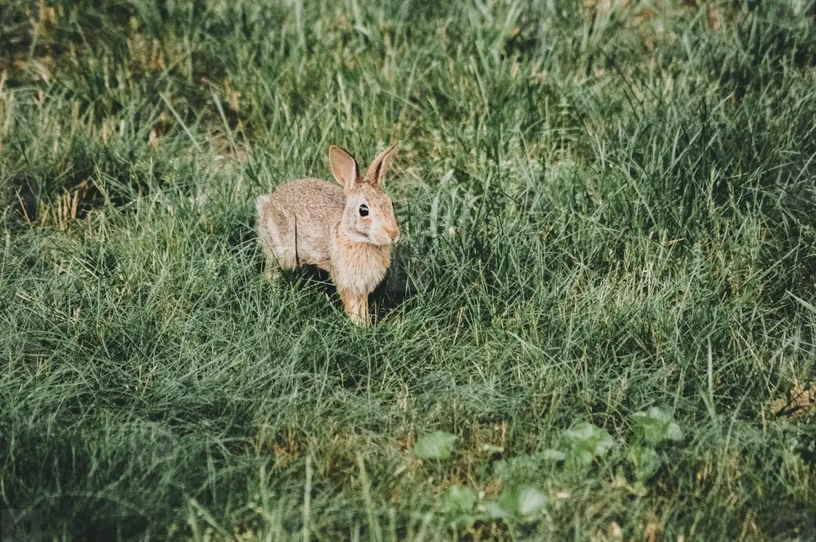 Eastern Cottontail Baby Bunny Photo (271414) YouWorkForThem
