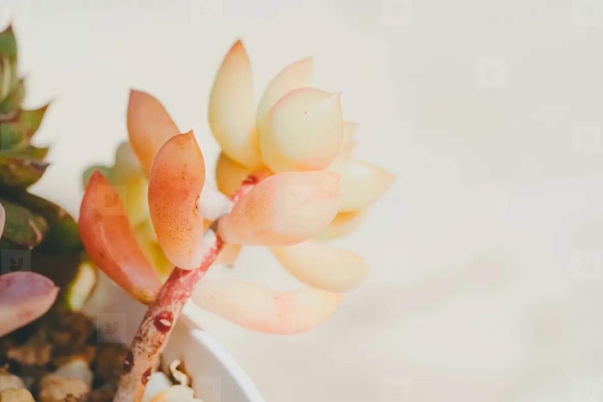 Close Up Of An Exotic Succulent Sedum Golden Glow Photo (271536) -  YouWorkForThem