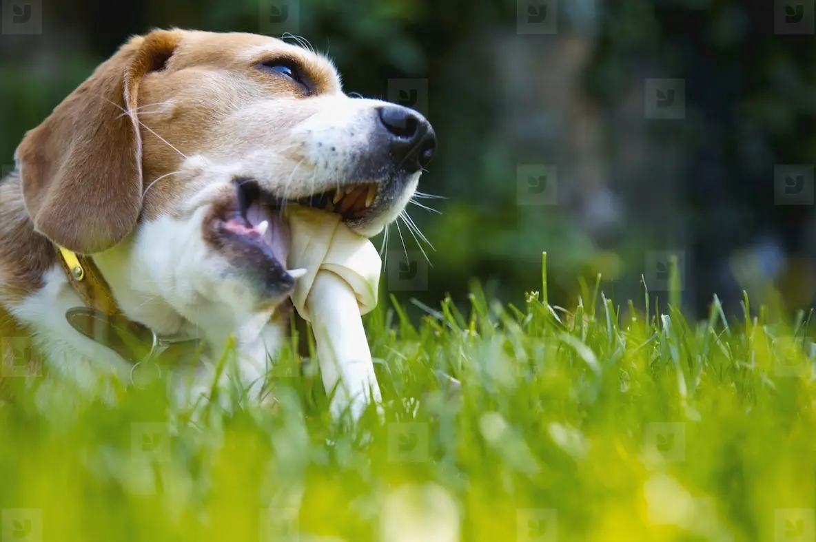 Close Up Of Tricolor Beagle Hound Dog Chewing Bone Photo (278055