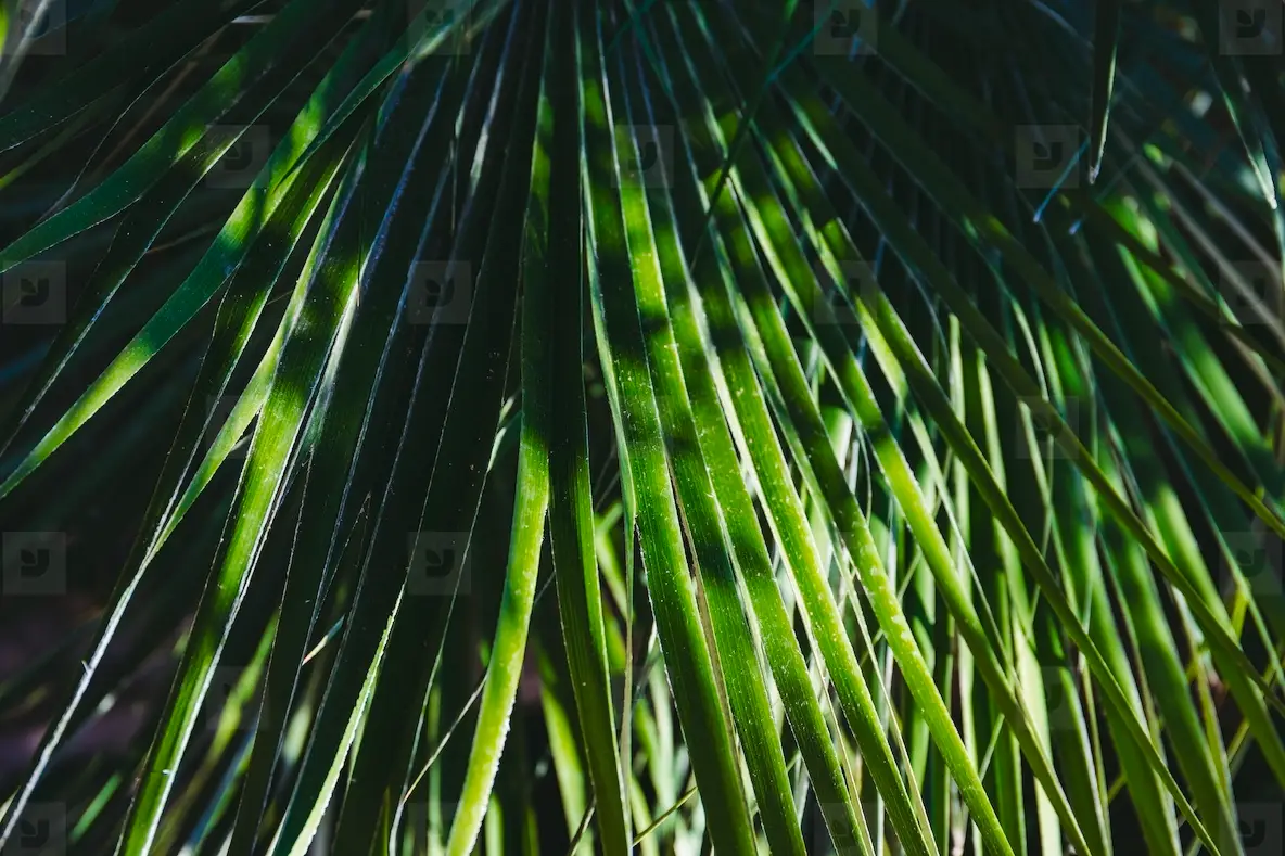 Full frame palm foliage backgrou