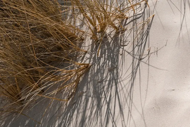 Sandy background with grass on t