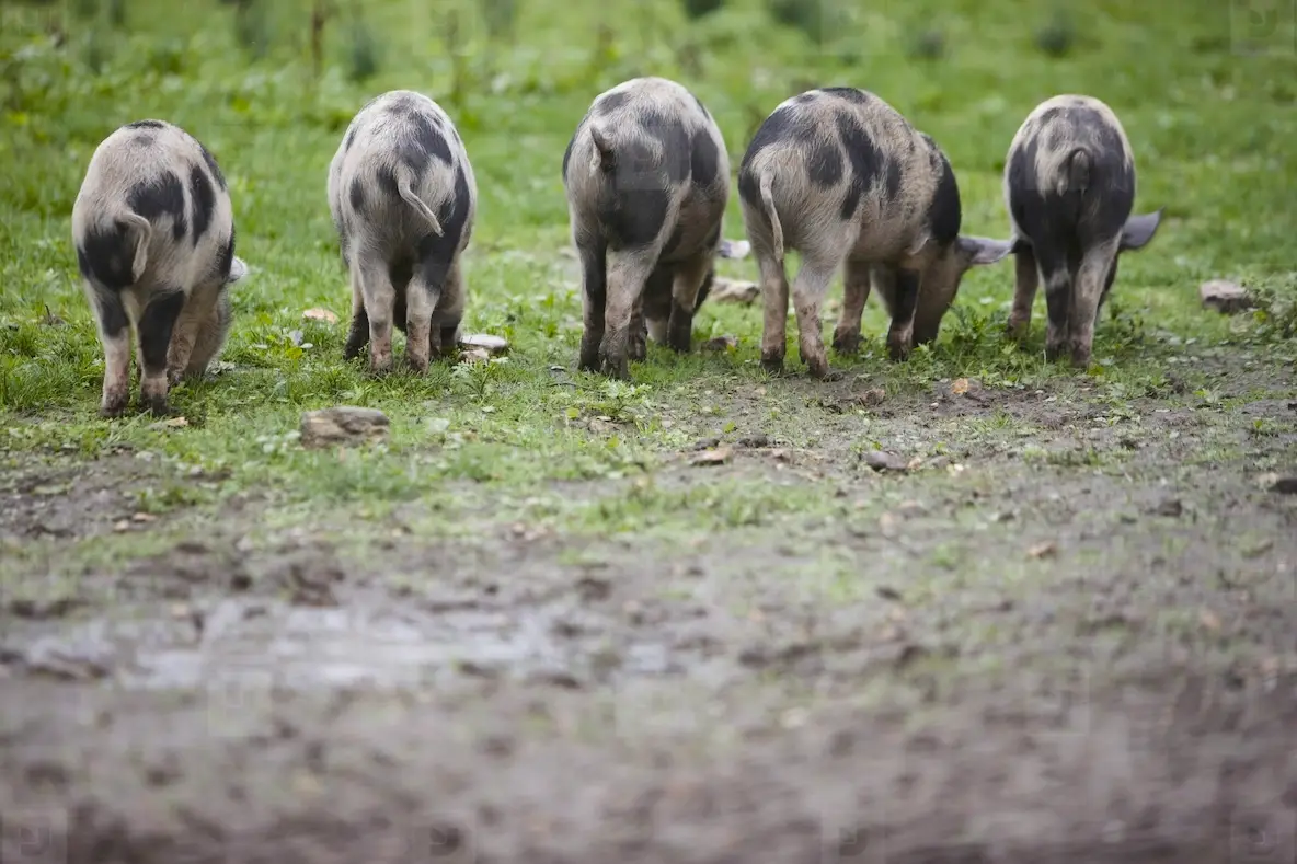 Back view of spotty piglets eating