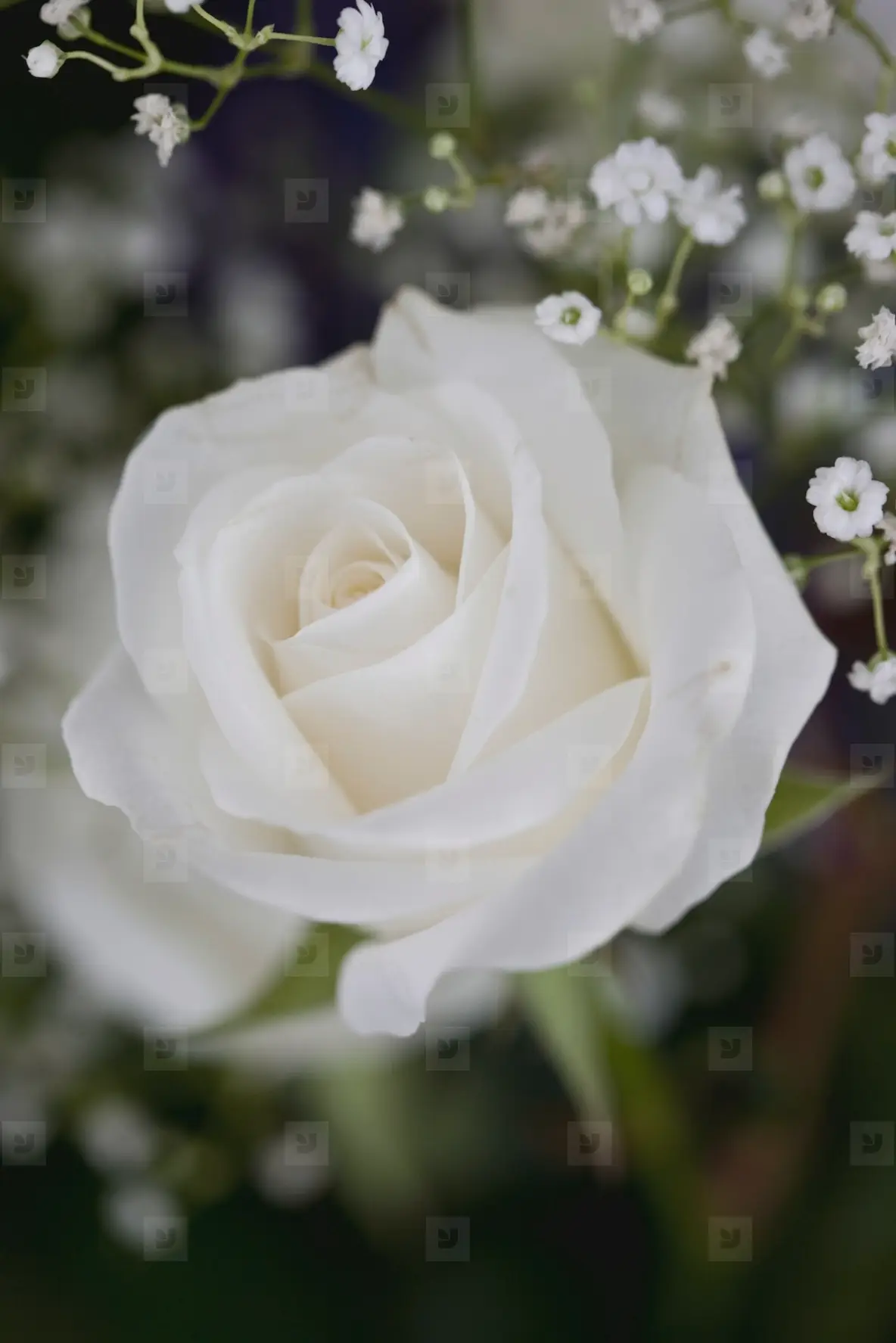 Close Up Of White Rose Photo (287116) - YouWorkForThem, image size:1184x1775