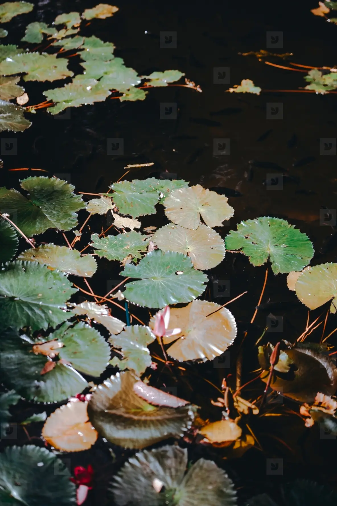 Lilly Pads Photo (288175) - YouWorkForThem