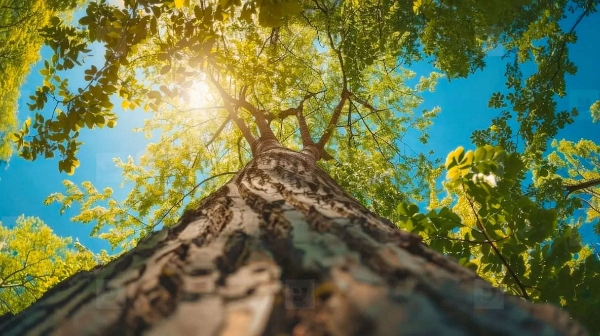 Large tree view from below