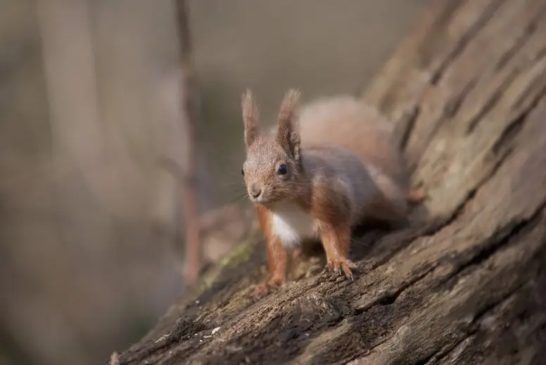 Red squirrel on a tree trunk