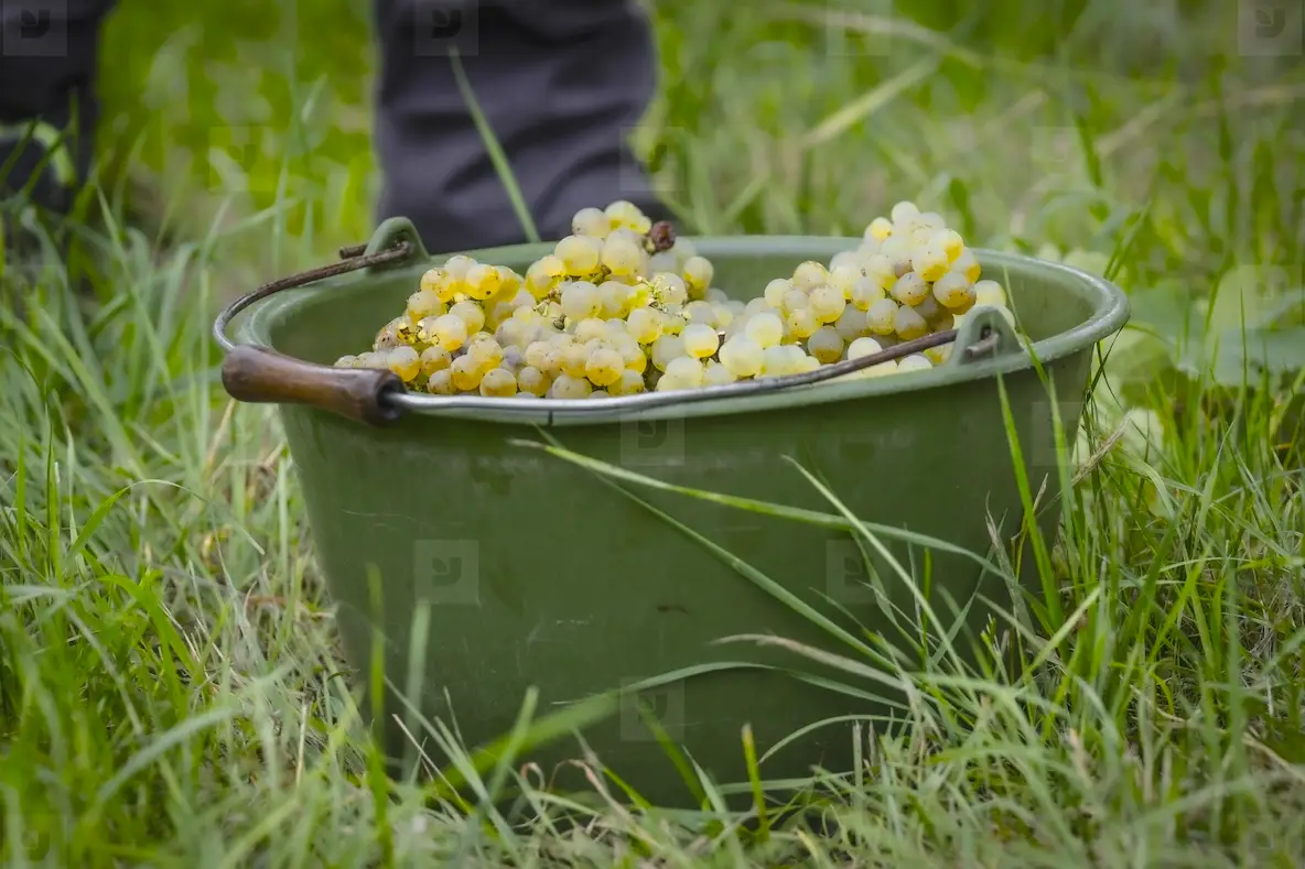 Harvested bunches of ripe green grapes in green bucket in vineyard grass