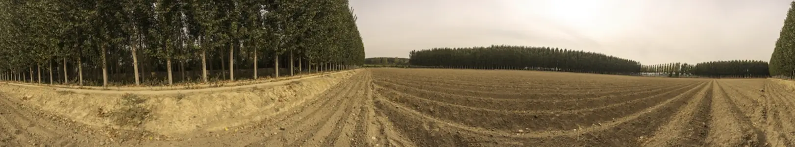 A Breathtaking and Stunning Panoramic View of Lush Tree Lines  Fertile Fields and Natures Beauty