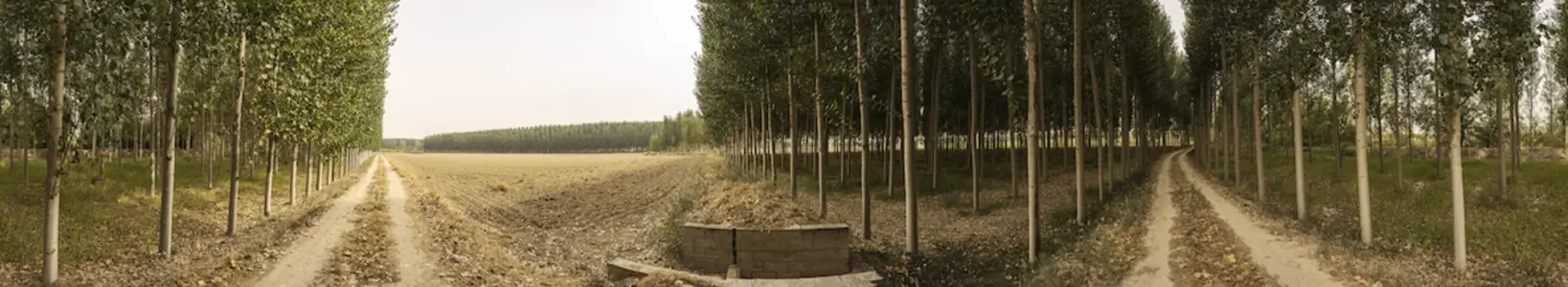 A beautiful and lush treelined pathway winding through a picturesque agricultural landscape