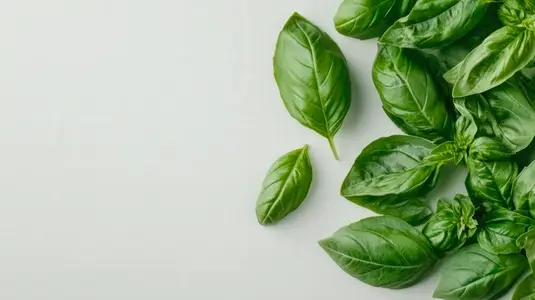 Fresh basil leaves arranged on white background