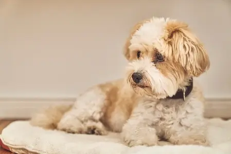 Cute Maltipoo dog laying on dog bed and looking away