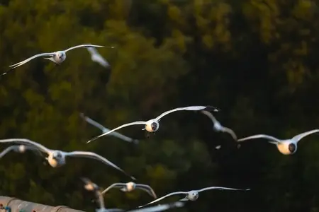 Many seagulls fleeing from the cold weather in Siberia come to B Many seagulls fleeing from the cold weather in Siberia come to B