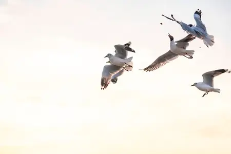 Many seagulls fleeing from the cold weather in Siberia come to B Many seagulls fleeing from the cold weather in Siberia come to B
