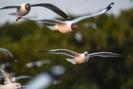 Many seagulls fleeing from the cold weather in Siberia come to B