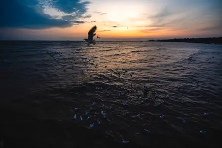 Many seagulls fleeing from the cold weather in Siberia come to B