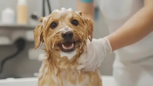 Happy dog being bathed with soap foam by groomer wearing gloves in pet salon