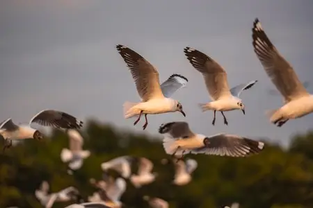 Many seagulls fleeing from the cold weather in Siberia come to B Many seagulls fleeing from the cold weather in Siberia come to B