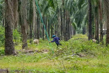 The atmosphere in the palm plantation is moist during the rainy