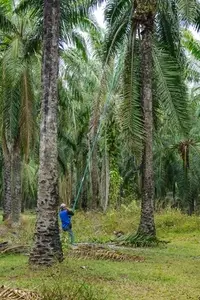 The atmosphere in the palm plantation is moist during the rainy